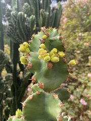 Euphorbia resinifera