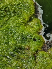 Cyanobacteria