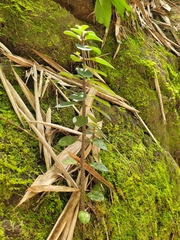 Peperomia leptostachya
