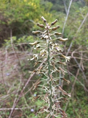 Drimia elata