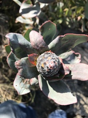 Protea eximia