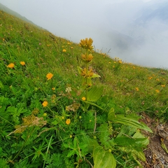 Gentiana × charpentieri