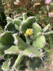 Euphorbia resinifera