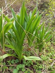 Drimia elata