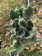 Euphorbia resinifera
