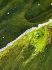 Cyanobacteria