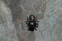 Zenodorus orbiculatus