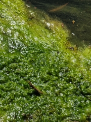 Cyanobacteria