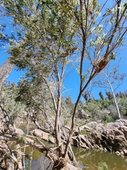 Melaleuca linariifolia