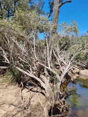 Melaleuca linariifolia