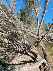 Melaleuca linariifolia
