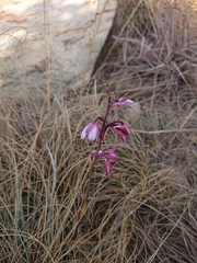 Eulophia hians hians