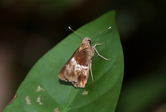 Hyarotis adrastus