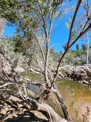 Melaleuca linariifolia