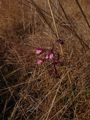 Eulophia hians hians