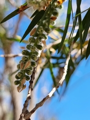 Melaleuca linariifolia