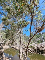 Melaleuca linariifolia