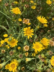 Chrysopsidinae