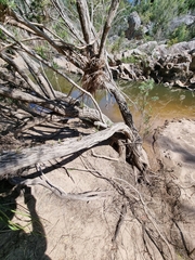 Melaleuca linariifolia