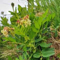 Astragalus frigidus