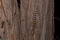 Cyrtodactylus tuberculatus