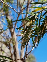 Melaleuca linariifolia