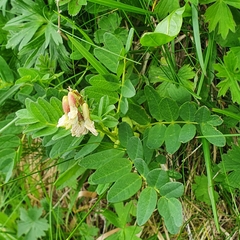 Astragalus frigidus