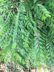 Phyllanthus myrtifolius
