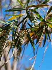 Melaleuca linariifolia