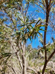 Melaleuca linariifolia