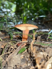 Lactarius eucalypti