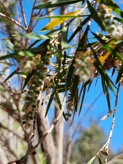 Melaleuca linariifolia