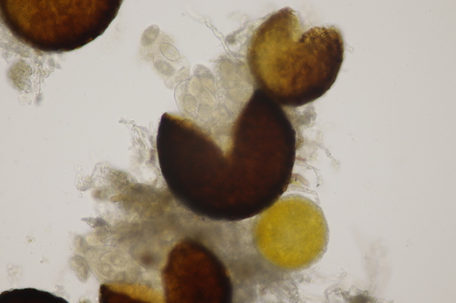 Bindweed Powdery Mildew