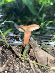 Lactarius eucalypti