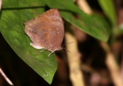 Arhopala centaurus