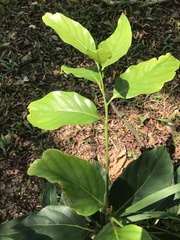 Homalium cochinchinense