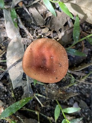 Lactarius eucalypti