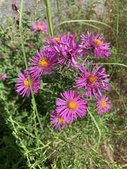 Symphyotrichum novae-angliae