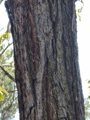 Eucalyptus siderophloia