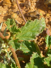 Hermannia rugosa