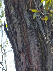 Eucalyptus siderophloia