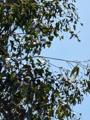 Eucalyptus siderophloia