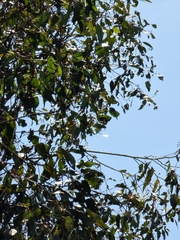 Eucalyptus siderophloia