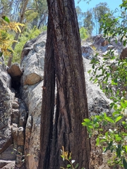 Eucalyptus siderophloia