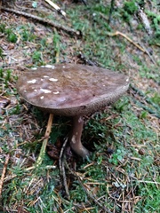 Porphyrellus