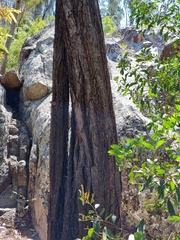 Eucalyptus siderophloia