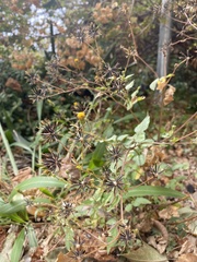 Bidens pilosa