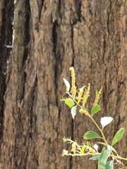 Eucalyptus siderophloia