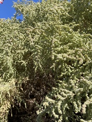 Atriplex lentiformis