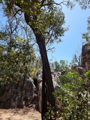 Eucalyptus siderophloia
